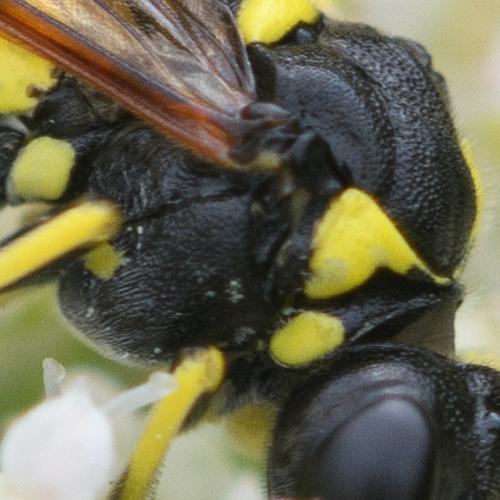 Tenthredo (marginella-thompsoni)